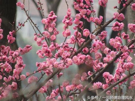 桃花運差|正緣桃花是什麼？2021最完整【正緣桃花算命】與查詢